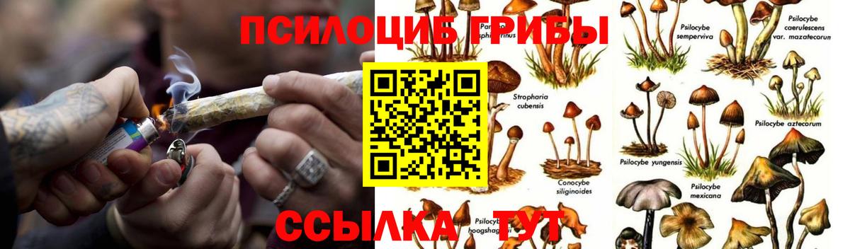 Псилоцибиновые грибы Psilocybine cubensis Клин